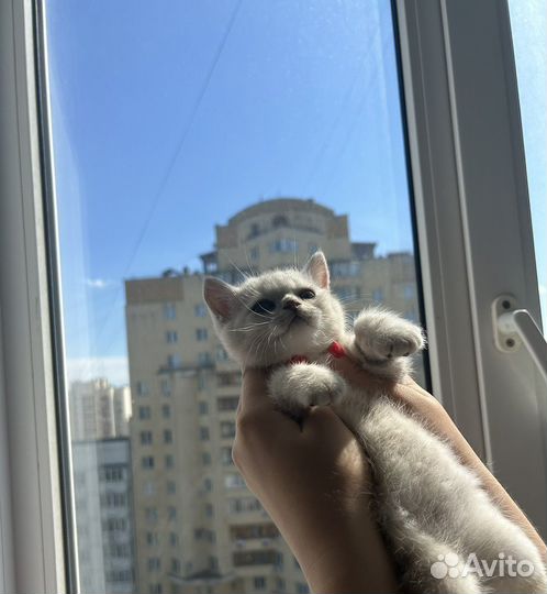 Плюшевые принцессы