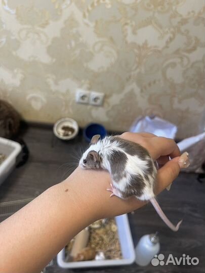 Декоративные мышки