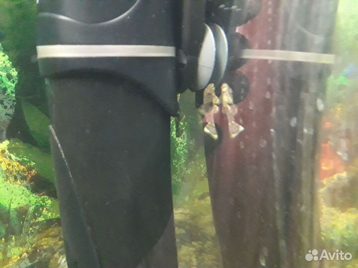 Сомики анциструсы