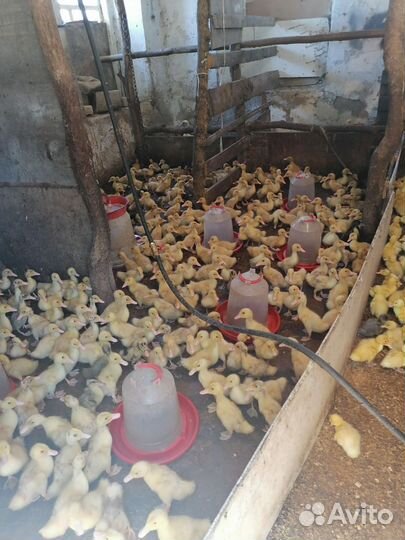 Утки башкирские