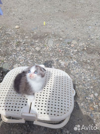 Вислоухие котята