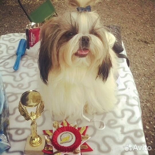 Кобель Ши-Тцу для вязки