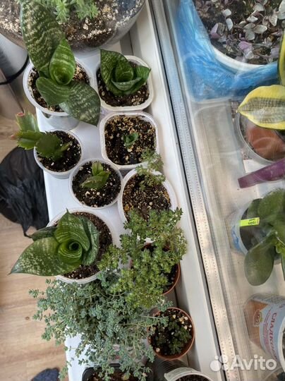 Домашние цветы, суккуленты