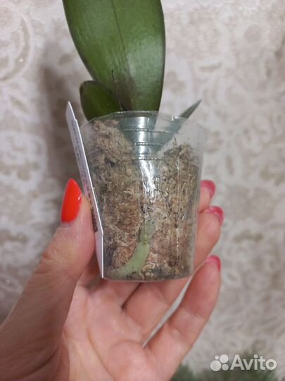 Орхидея фаленопсис Grissini Peloric