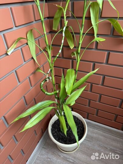 Драцена sandero