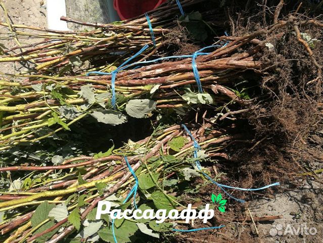 Саженцы малины. Мелкий опт от 100 шт