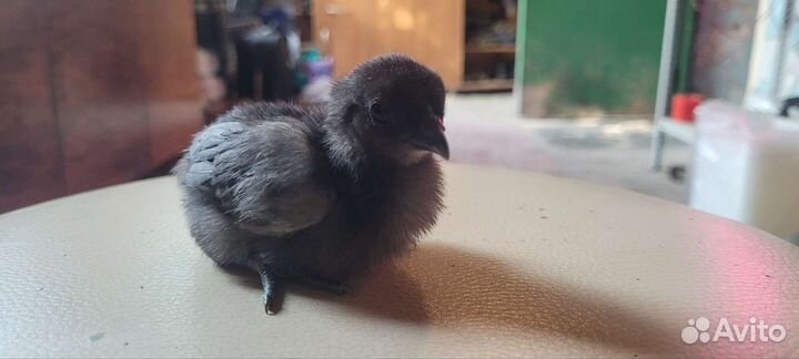 Черные цыплята ухейилюй