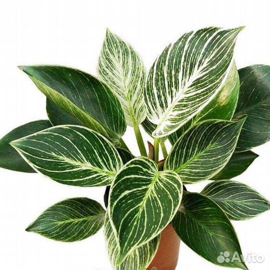 Филодендрон Биркин