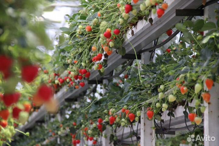 Саженцы клубники (фриго с европы) опт и розница