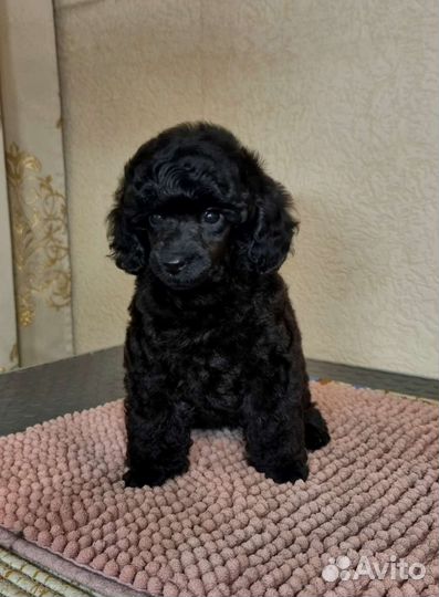 Той-пудель девочка