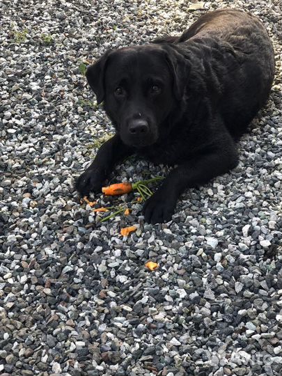 Лабрадор вязка