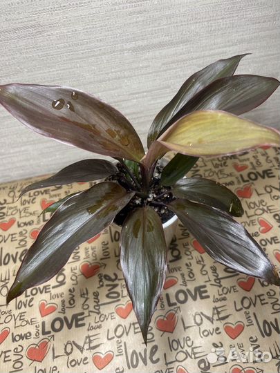 Хойя,строманта,эпипренум,Лудизия,аспарагус