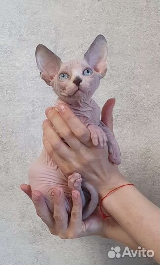Канадский сфинкс котенок