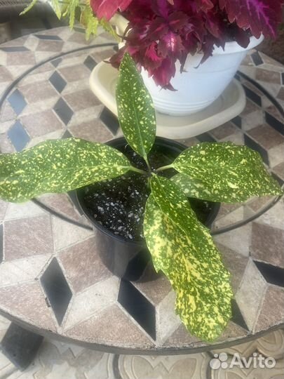 Аукуба японская вечнозелёная