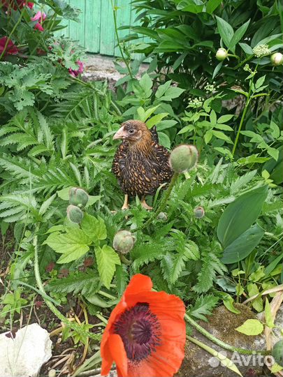 Цыплята Виандот