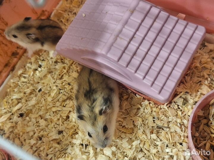 Джунгарские хомячки с клеткой