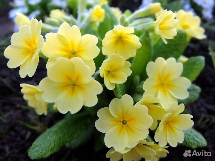 Цветы многолетние