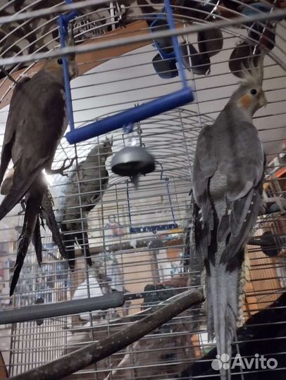 Пара попугаев корелла