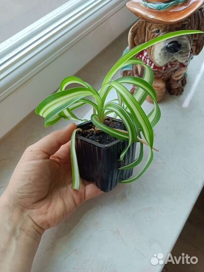 Хлорофитум детки