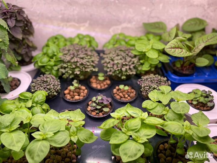 Базилик зеленый и другая зелень в стаканчиках