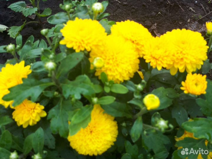 Хризантема корейская