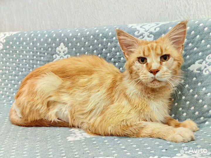 Кот мейн-кун в добрые руки