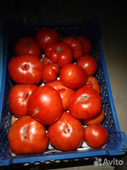 Помидоры