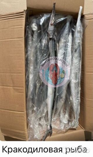 Сарган, Попугай, луциан,Император,тюрбо,тревалли