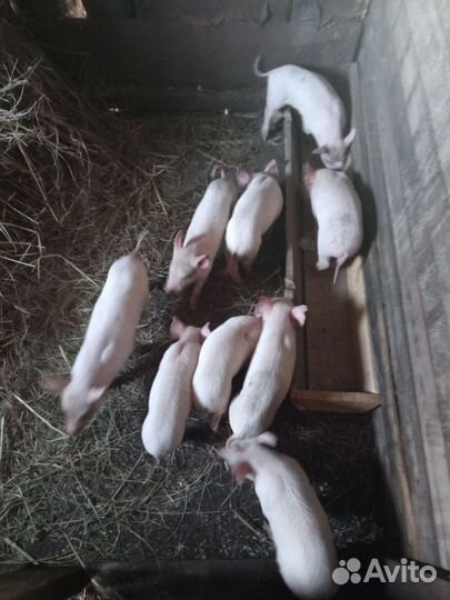 Домашние животные