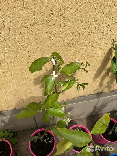 Комнатные растения