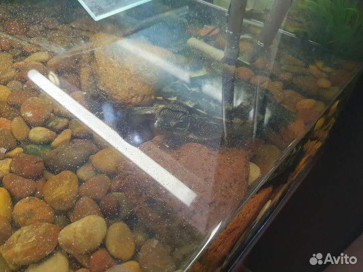 Черепаха бесплатно