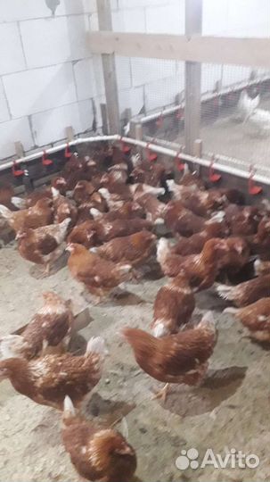 Куры несушки