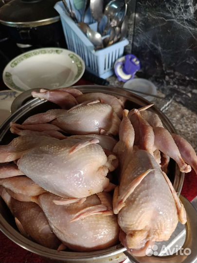 Перепела (мясо,яйца,цыплята)