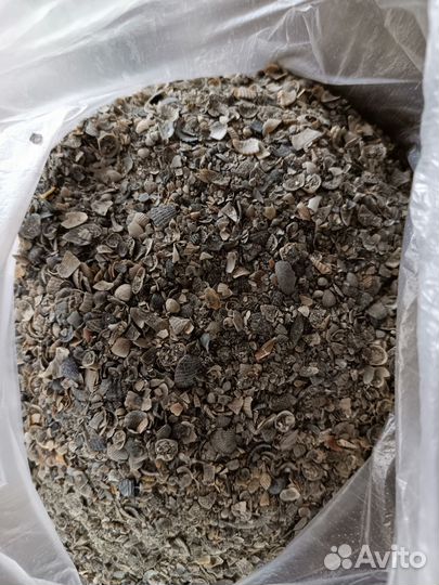 Ракушка морская кормовая