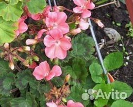 Пеларгонии сортовые