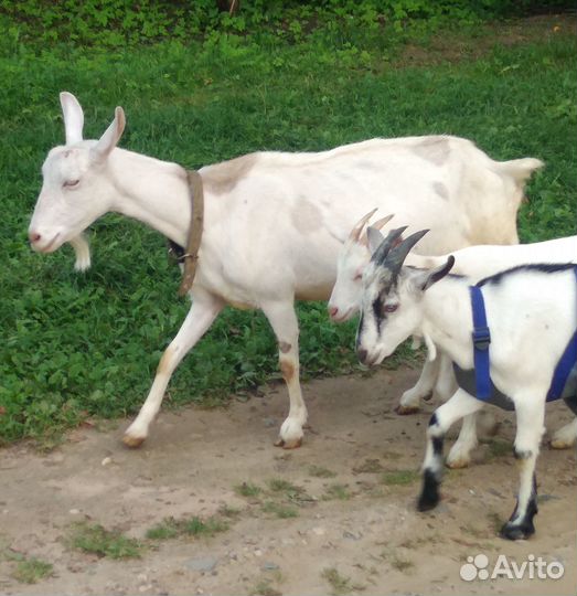 Козлята Зааненские