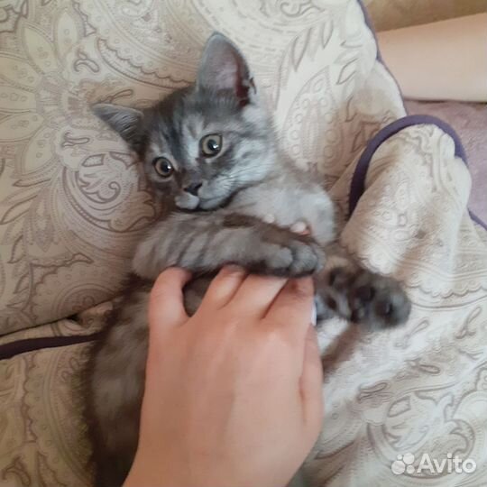 Шотландский котик