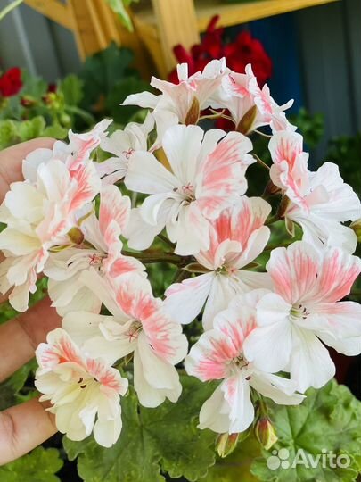 Пеларгония герань сортовая