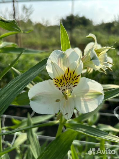 Корни Альстрёмерии