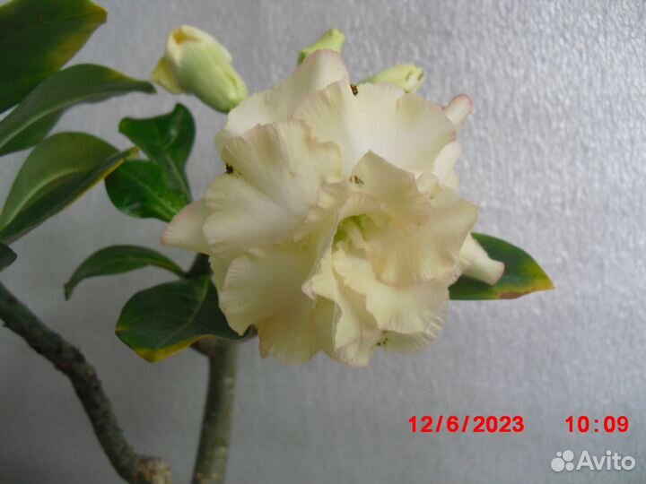 Адениум привитый