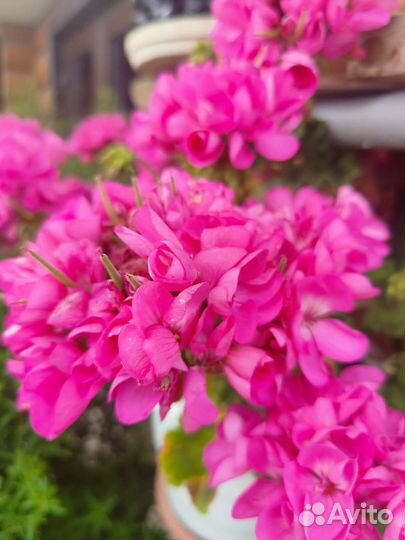 Пеларгония герань