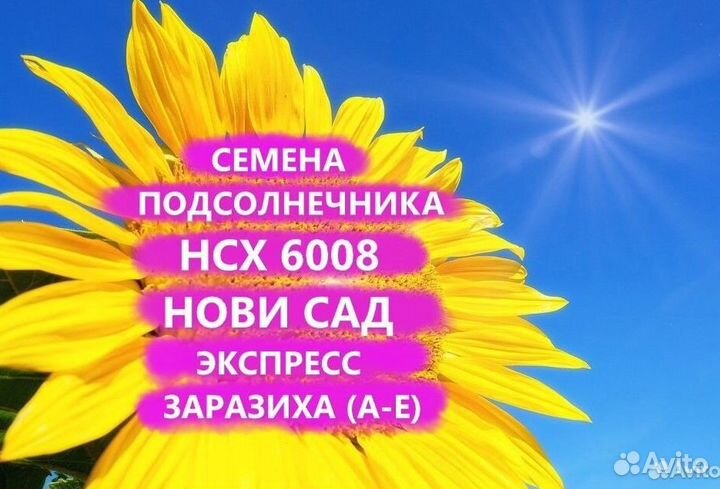 Семена подсолнечника нсх 6008 Гибрид нс, Ставропол