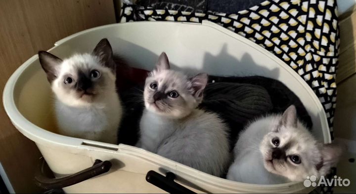 Котята тайские