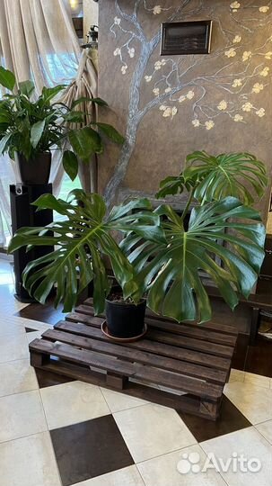 Монстера крупнолистный гигант, d листа 65 см