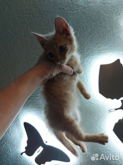 Рыжий котëнок