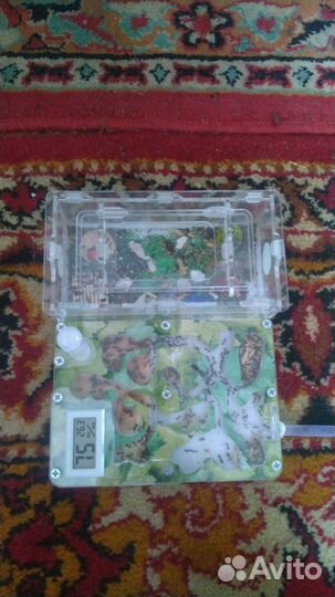 Муравьиная ферма с муравьями