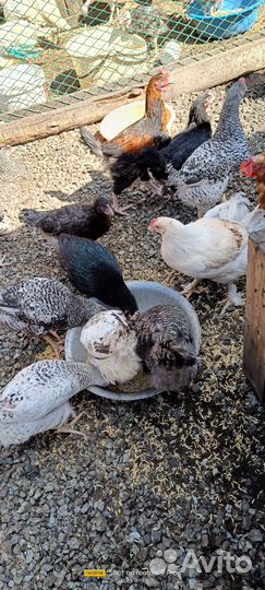 Куры молодки смешанные брамы с доминантами 2.5мес