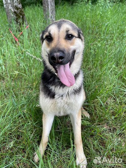 Восточноевропейская овчарка метис Джейна