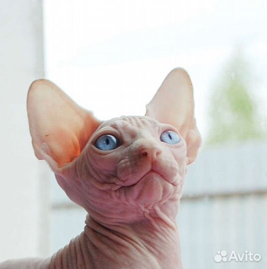 Канадский сфинкс девочка