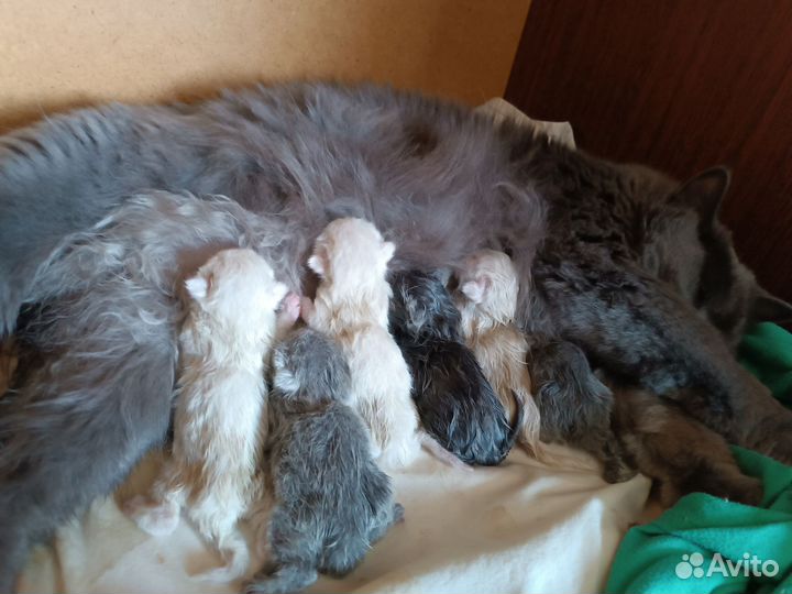 Британские котята